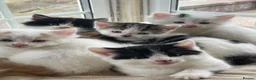 Mixed Breed cats for sale: Beautiful long hair kittens  - Advert 23