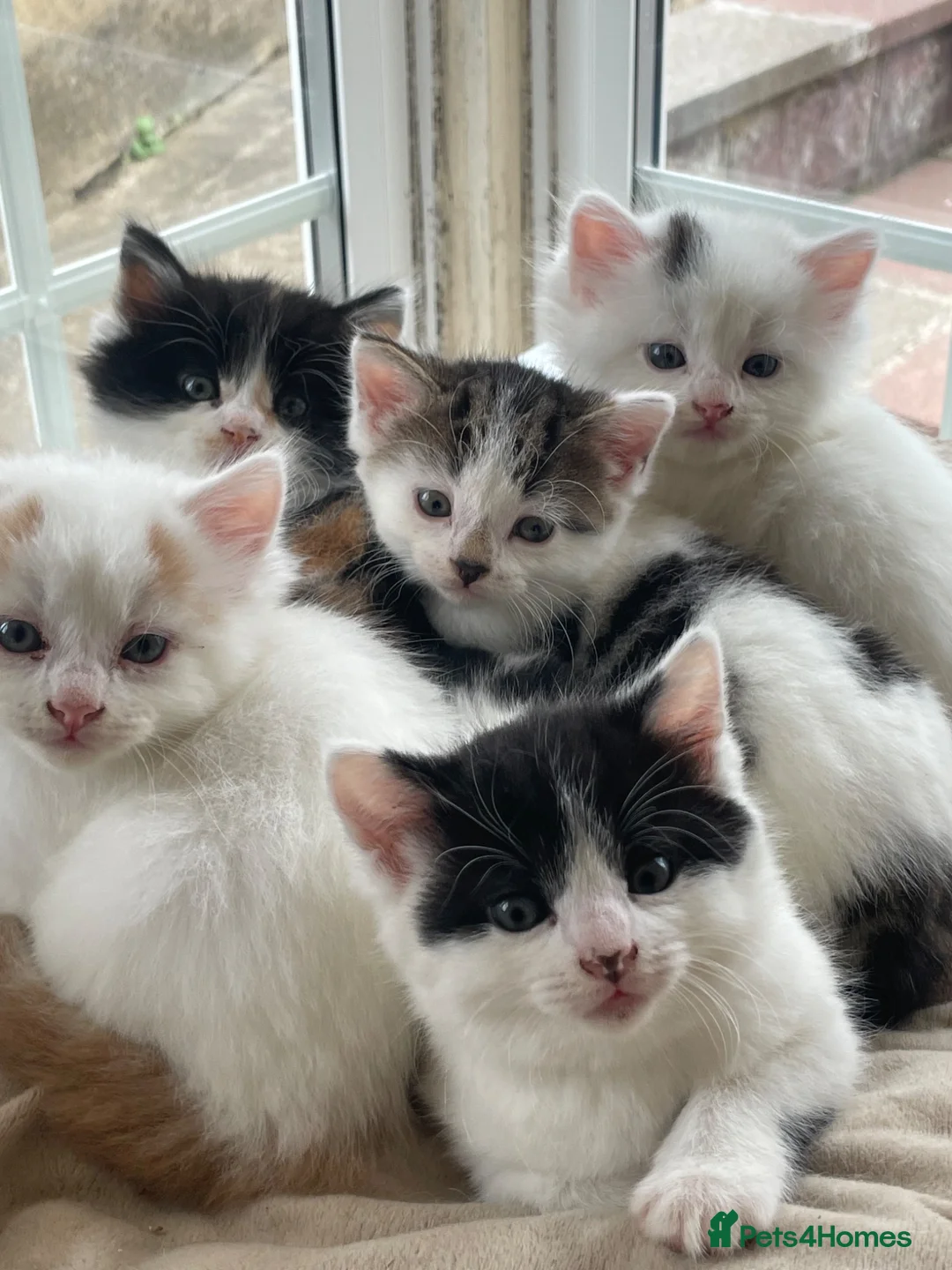 Mixed Breed cats for sale: Beautiful long hair kittens  - Advert 23