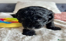 Cockapoo dogs for sale: Adorable Cockapoo puppies waiting for You!  - Image 5