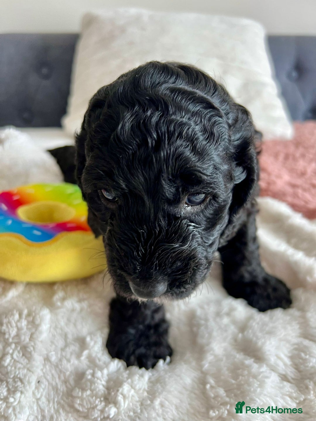 Cockapoo dogs for sale: Adorable Cockapoo puppies waiting for You!  - Image 5