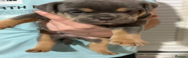 Olde English Bulldogge 5