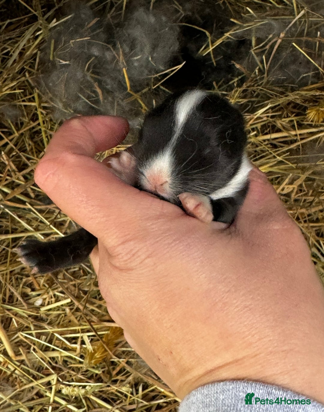 Mini Lion Lop rabbits for sale: 🩷🩵 4 Double mane mini lionlops 🩵🩷 - Advert 20