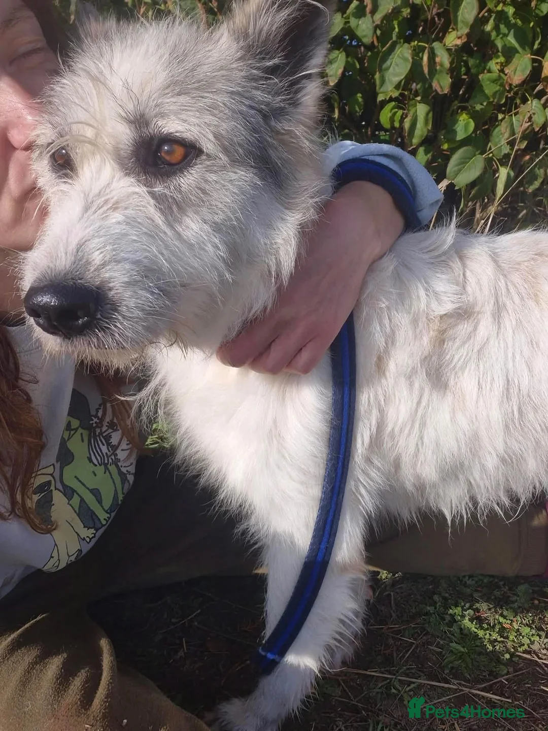 Mixed Breed dogs for adoption: Charlene (Charley) Norwich Norfolk  - Advert 2