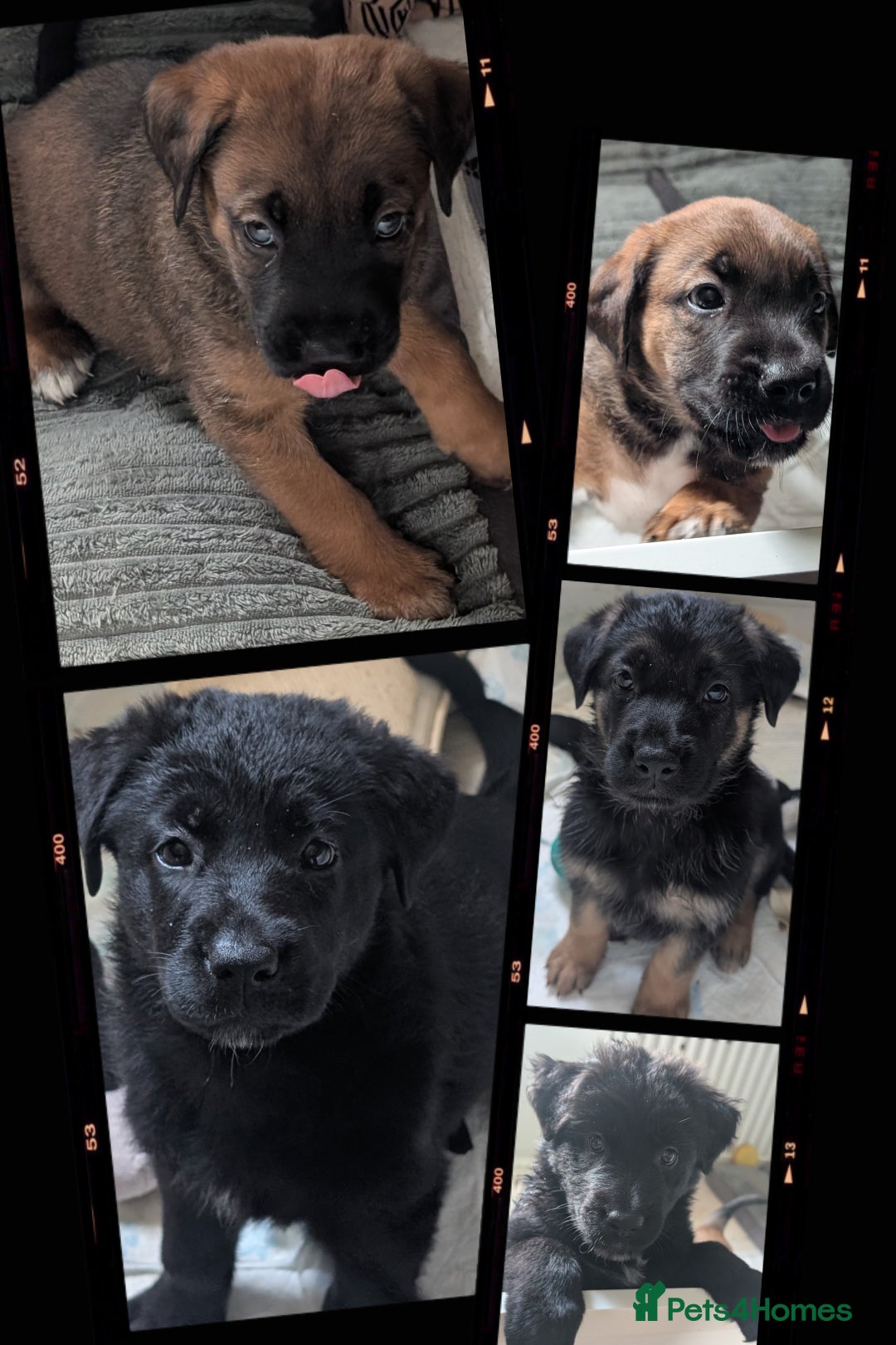 German Shepherd dogs for sale: German Shepherd Puppies - Image 8