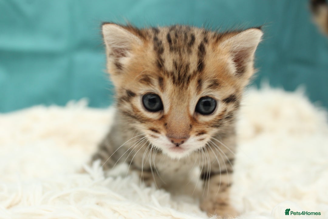 Bengal cats for sale: 🔥Beautiful little bengal girl for reservation🔥 - Image 10