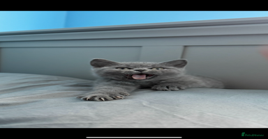 British Shorthair cats - Advert 7