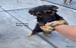 Mixed Breed dogs for adoption: Dancer, Approx 13 months, Available for adoption. - Image 14