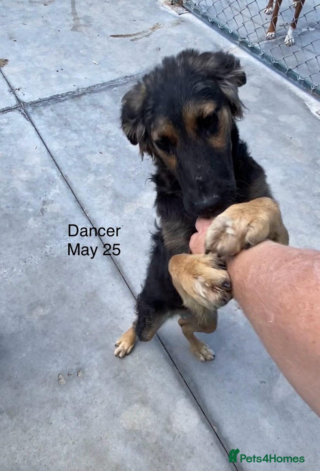 Mixed Breed dogs for adoption: Dancer, Approx 13 months, Available for adoption. - Image 14