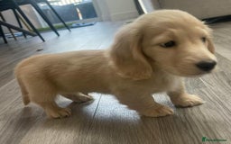 Miniature Dachshund dogs for sale: KC Cream long haired miniature dachshund puppies - Image 14