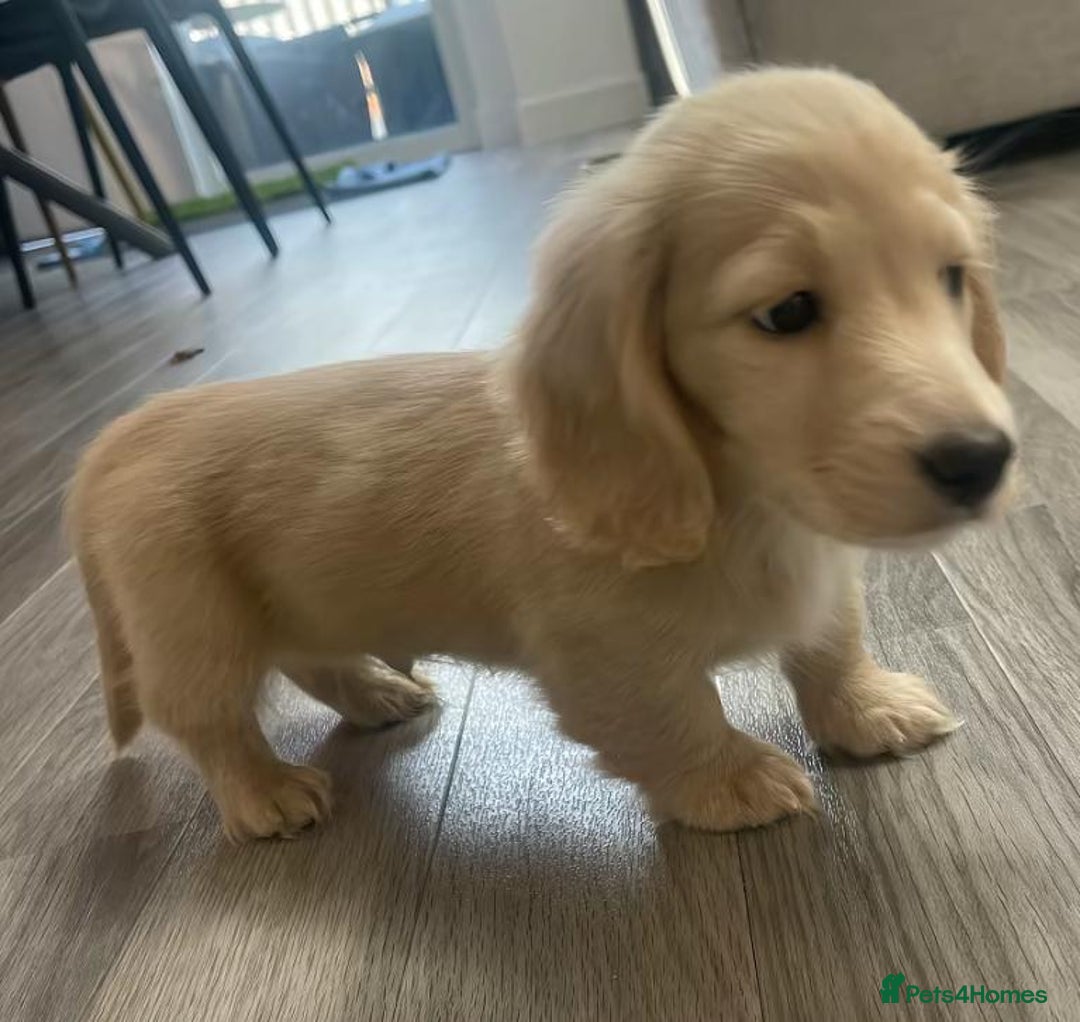 Miniature Dachshund dogs for sale: KC Cream long haired miniature dachshund puppies - Image 14