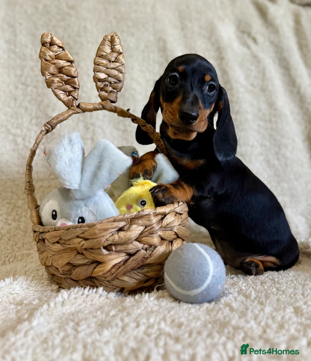 Miniature Dachshund dogs for sale: Beautiful miniature smooth pups  - Advert 2