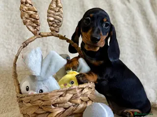 Miniature Dachshund dogs Beautiful miniature smooth pups - Advert 6