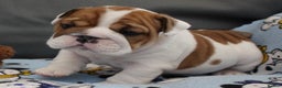 English Bulldog dogs for sale: English Bulldog Boy, 14 Weeks For Sale - Advert 8