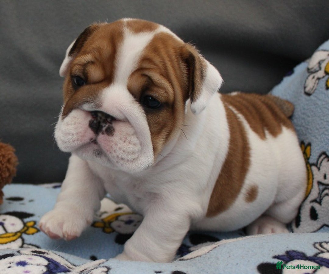 English Bulldog dogs for sale: English Bulldog Boy, 14 Weeks For Sale - Advert 8