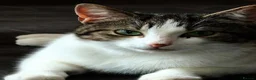 Domestic Shorthair cats for sale: Kittens  in Peterhead - Advert 4