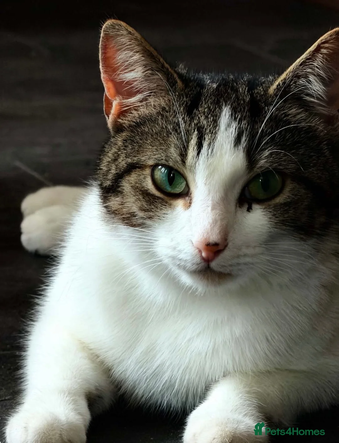Domestic Shorthair cats for sale: Kittens  in Peterhead - Advert 4