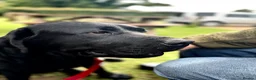 Labrador Retriever dogs for stud: Labrador, proven, health tested, show bred  - Advert 12