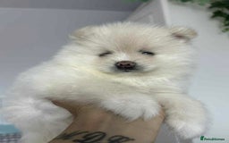 Pomeranian dogs for sale: Adorable White Teddy-Bear Pom Puppies! - Image 13