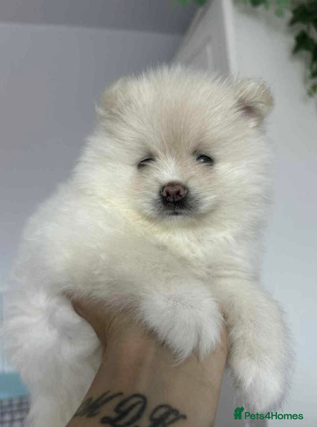 Pomeranian dogs for sale: Adorable White Teddy-Bear Pom Puppies! - Image 13