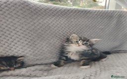 Norwegian Forest Cat cats for sale: Norwegian Forest kittens  - Image 10
