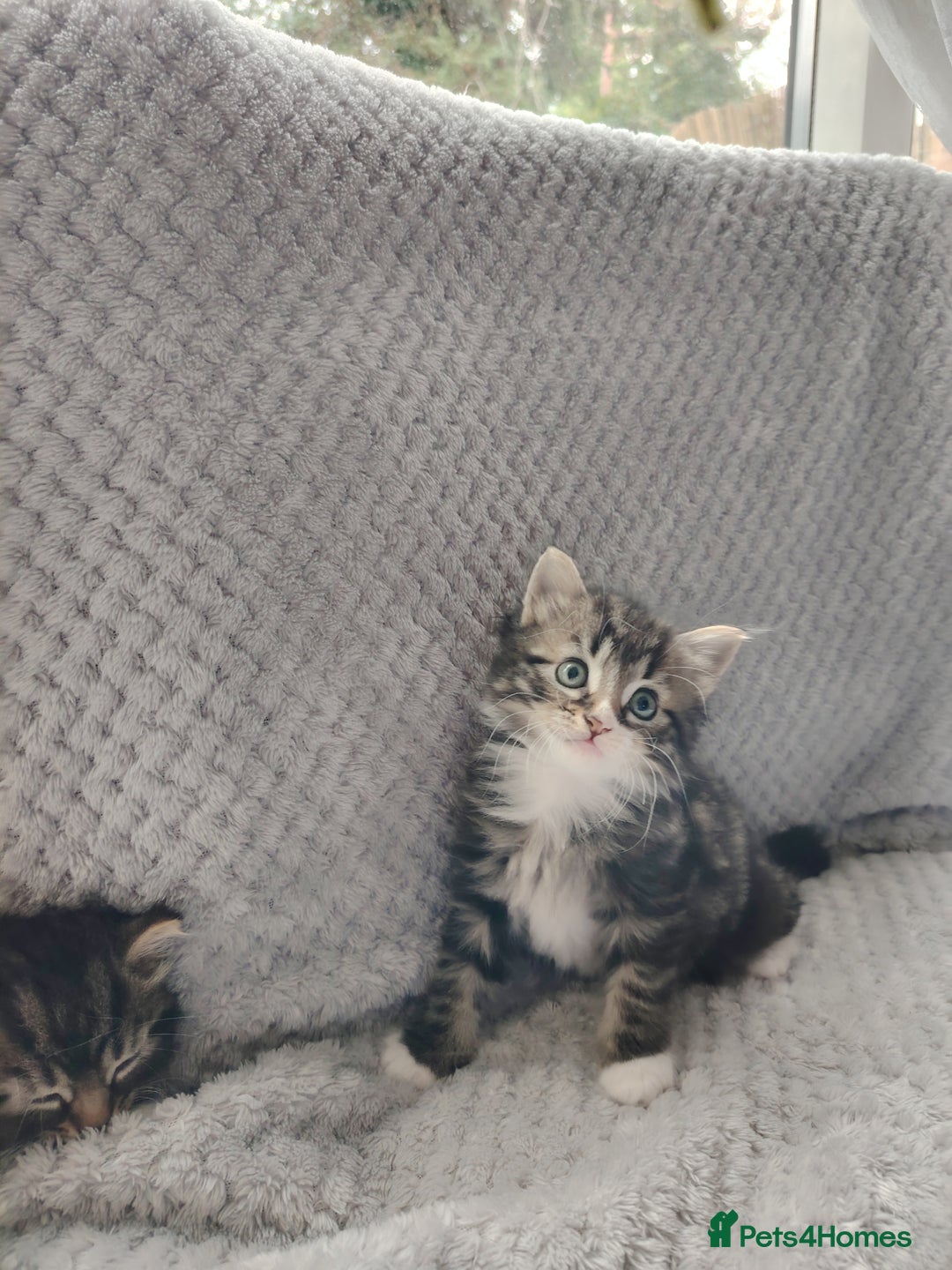 Norwegian Forest Cat cats for sale: Norwegian Forest kittens  - Image 10