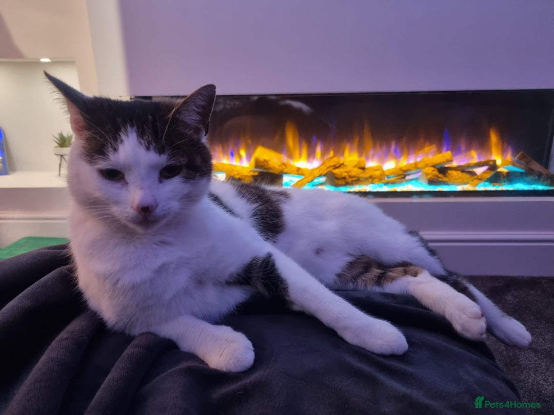 Mixed Breed cats for sale: Male cat 6 years old - Advert 2