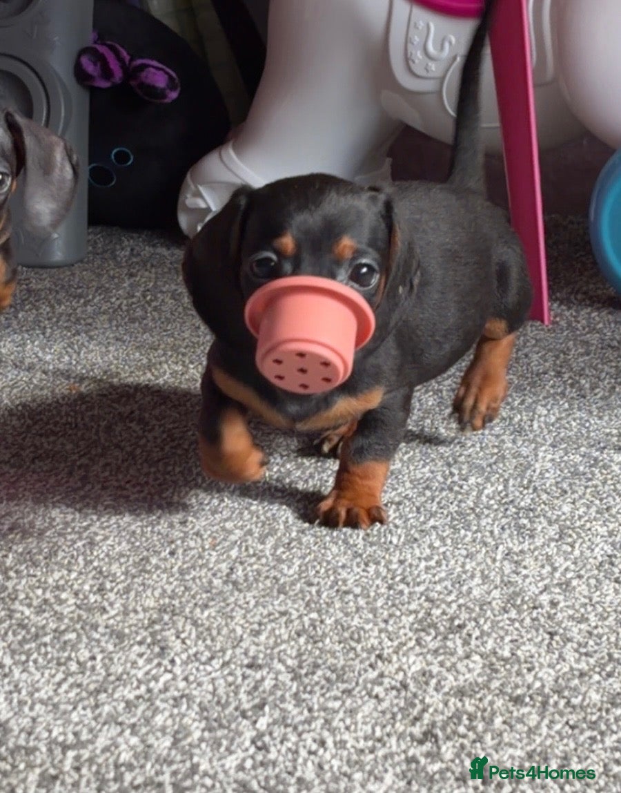 Miniature Dachshund dogs 2 pups left!  🐾 KC Miniature Dachshund Puppies 🐾 - Advert 11