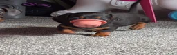 Miniature Dachshund dogs for sale: 2 pups left!  🐾 KC Miniature Dachshund Puppies 🐾 - Advert 1