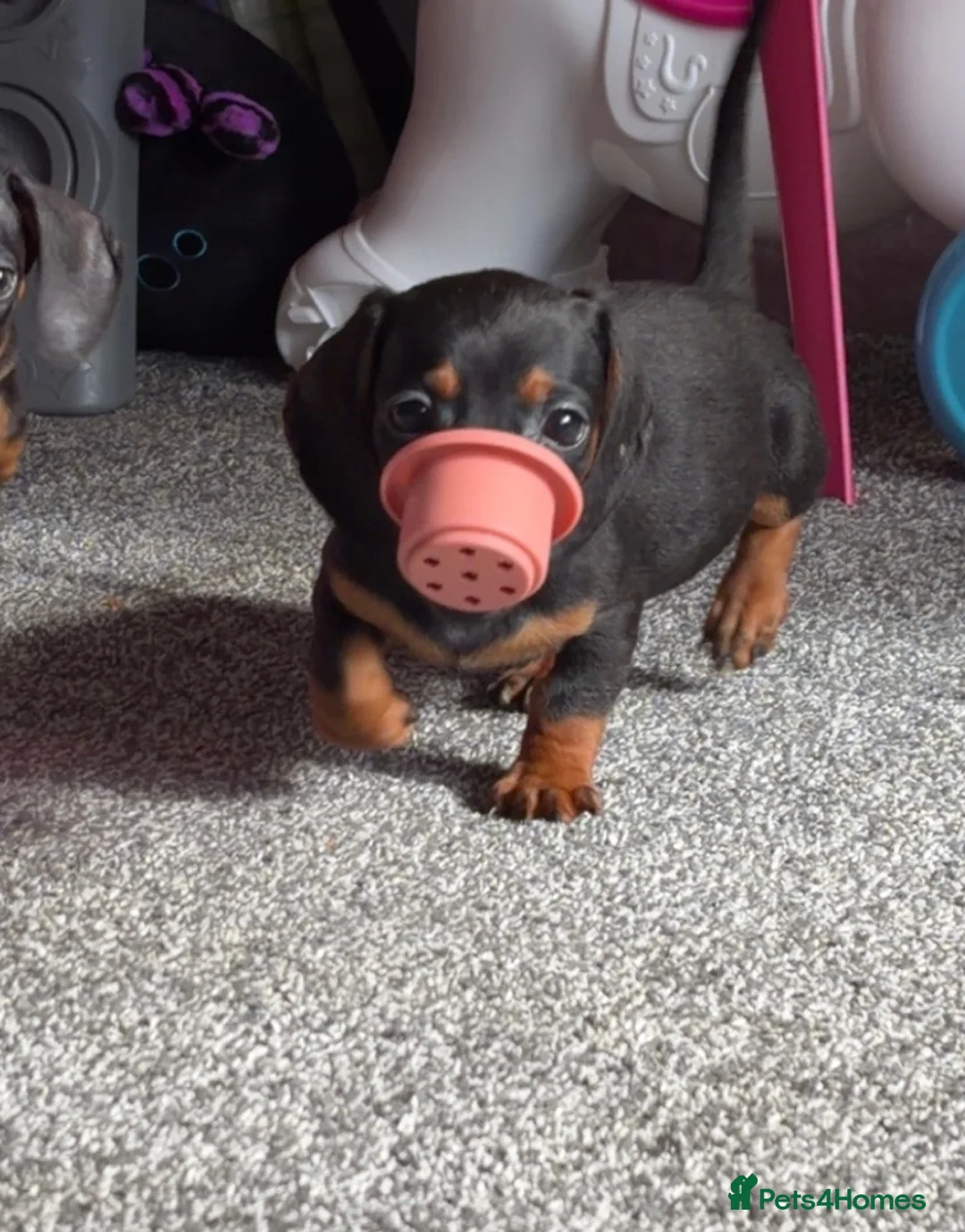 Miniature Dachshund dogs for sale: 2 pups left!  🐾 KC Miniature Dachshund Puppies 🐾 - Advert 1
