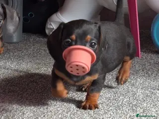Miniature Dachshund dogs 2 pups left! 🐾 KC Miniature Dachshund Puppies 🐾 - Advert 1