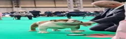 English Bulldog dogs for sale: Excellent Pedigree KC Reg British Bulldog Puppies  - Advert 11