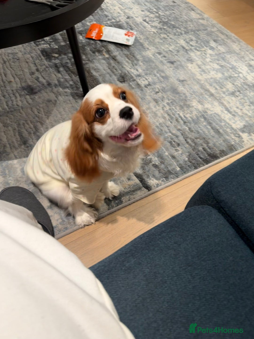 Cavalier King Charles Spaniel dogs for sale: Lovely king charles spaniel looking for a new home - Advert 7