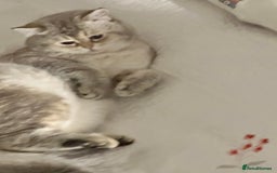 Scottish Fold cats for stud: Scottish straight  - Image 3