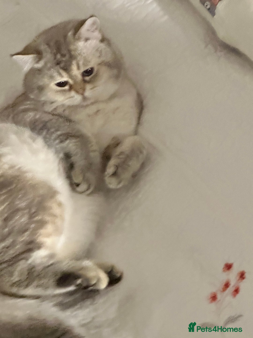 Scottish Fold cats for stud: Scottish straight  - Image 3