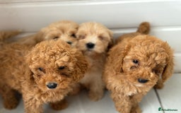 Maltipoo dogs for sale: Quality Korean maltipoos - Image 33