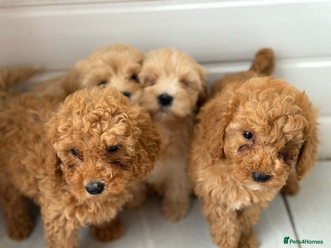 Maltipoo dogs for sale: Quality Korean maltipoos - Image 33