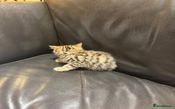 Mixed Breed cats for sale: 4 Persian chinchilla mix breed kittens  - Image 12