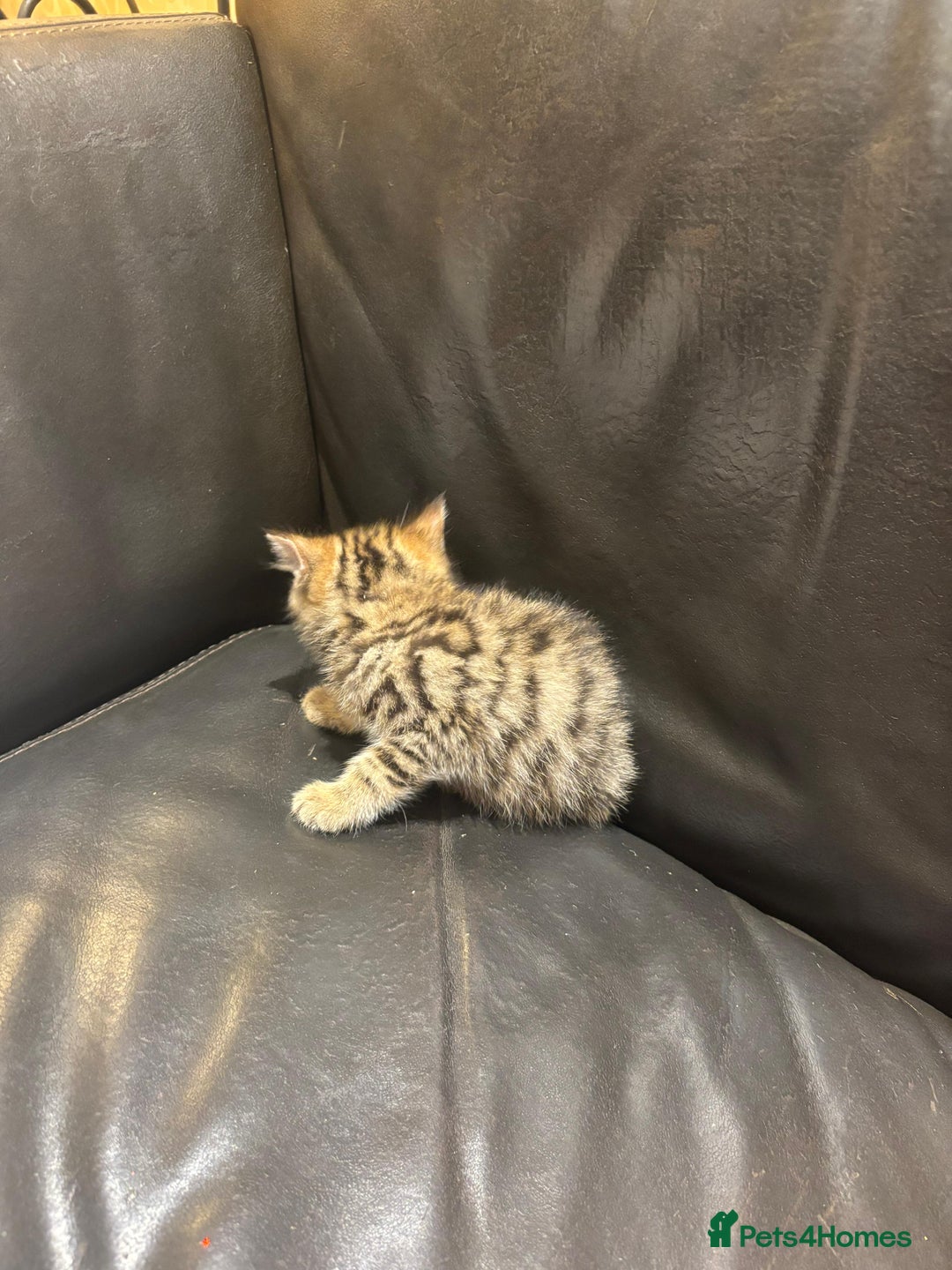 Mixed Breed cats for sale: 4 Persian chinchilla mix breed kittens  - Image 12