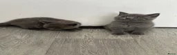 British Shorthair cats for sale: OUTSTANDING BRITISH SHORTHAIR KITTENS 🐈‍⬛ 🐾  - Advert 1