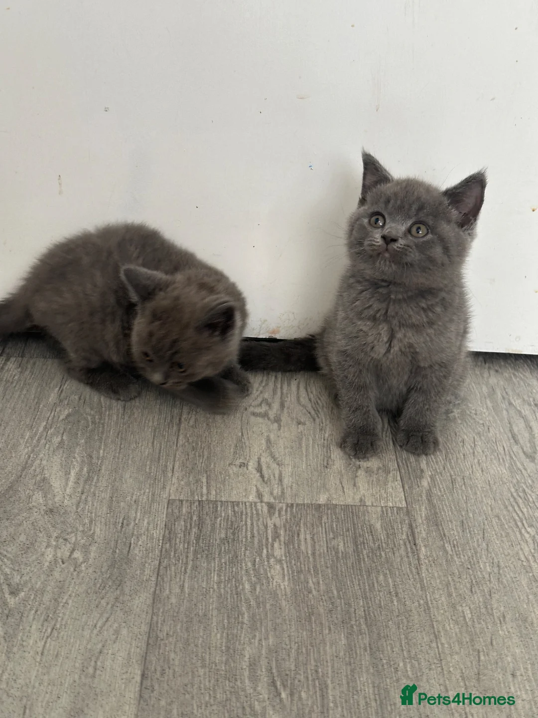 British Shorthair cats for sale: OUTSTANDING BRITISH SHORTHAIR KITTENS 🐈‍⬛ 🐾  - Advert 1