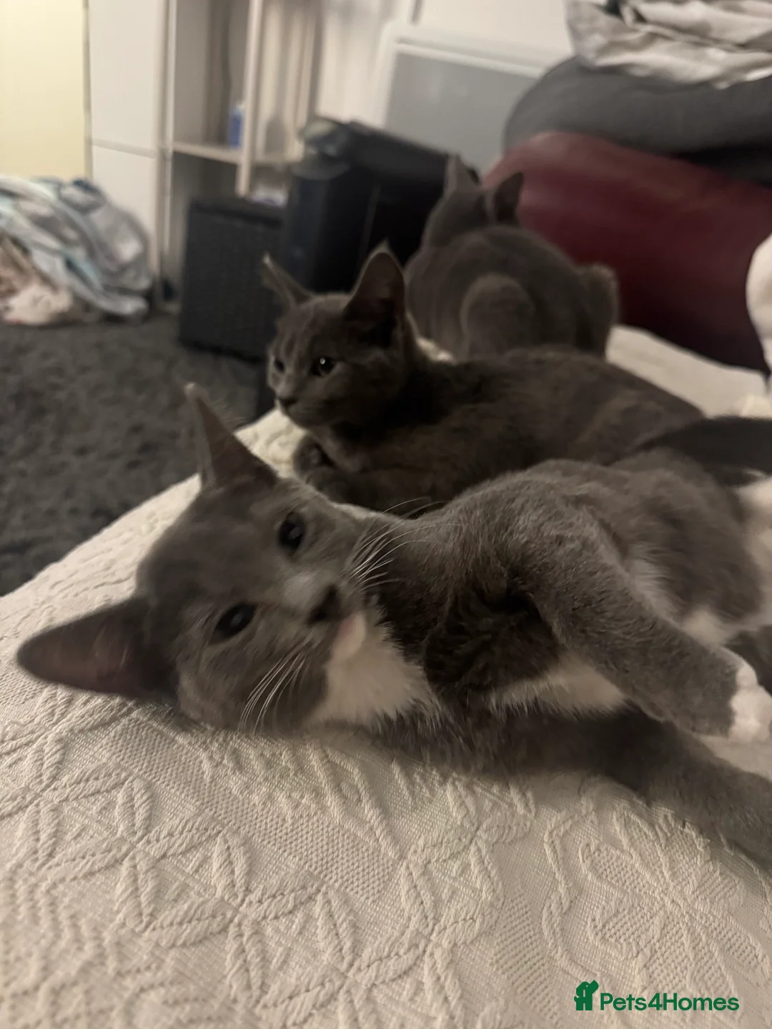 Mixed Breed cats for sale: Russian blue/ragdoll cross - Advert 2