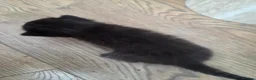 Mixed Breed cats for sale: 🐱 Bshxpersian cute kittens 🥰 - Advert 22