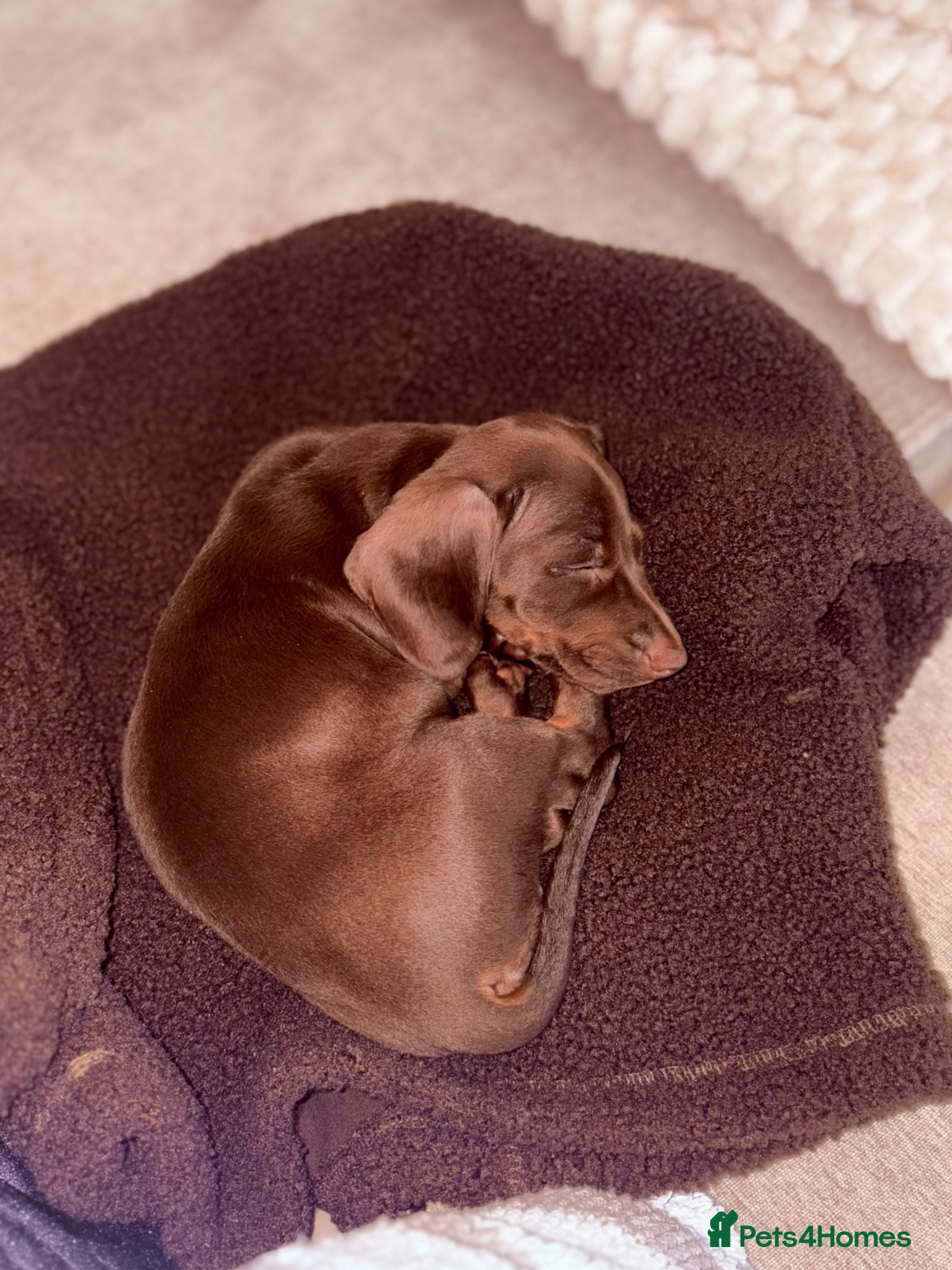 Dachshund dogs 1 choc boy left . Reduced*** - Advert 13
