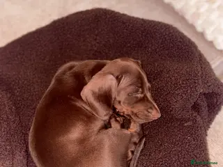 Dachshund dogs 1 choc boy left . Reduced*** - Advert 13