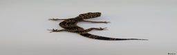 Leopard Gecko reptiles for sale: Black Night Cross Leopard Gecko  - Advert 1