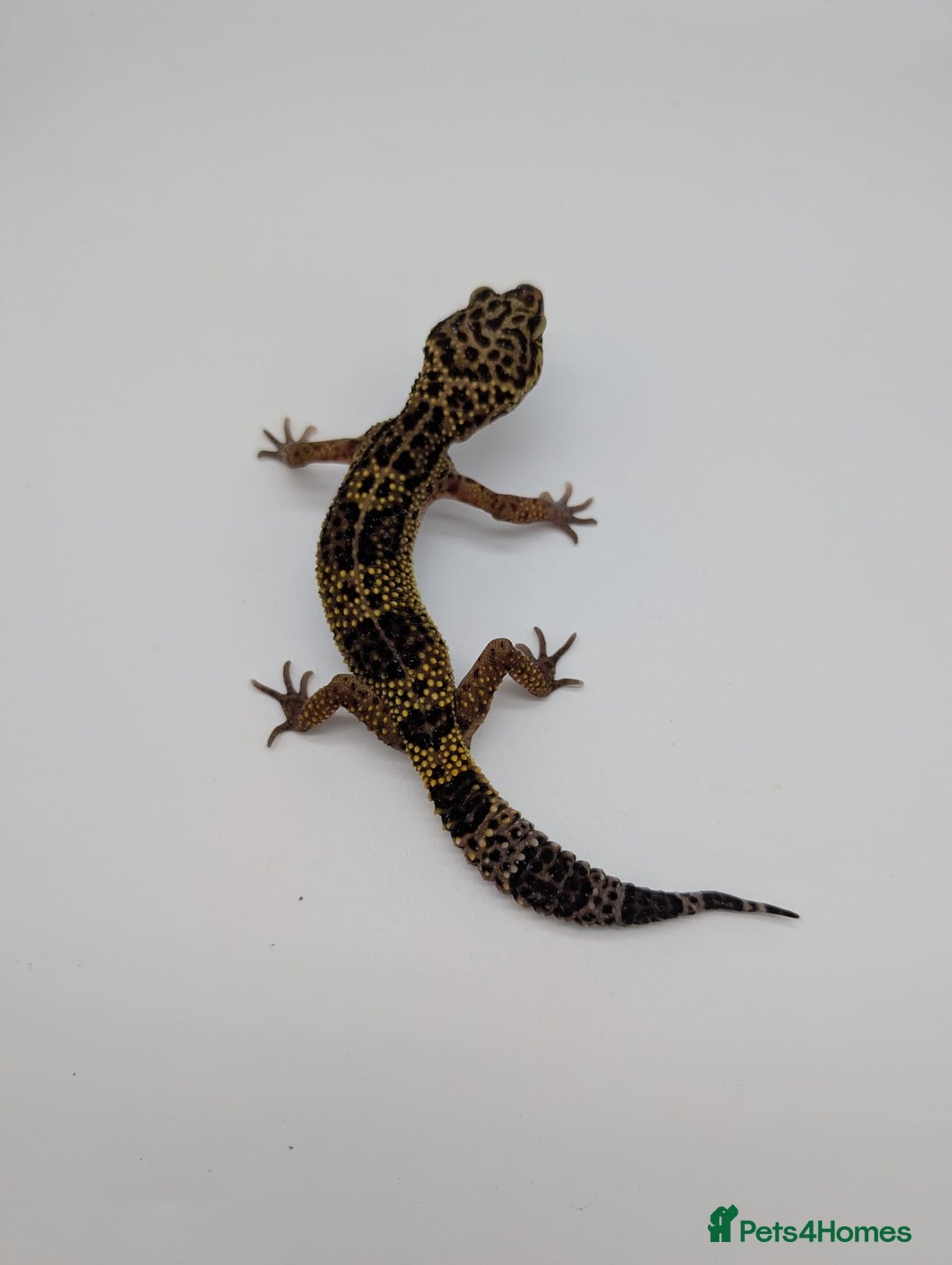 Leopard Gecko reptiles for sale: Black Night Cross Leopard Gecko  - Advert 1