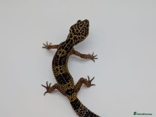 Leopard Gecko reptiles Black Night Cross Leopard Gecko - Advert 6