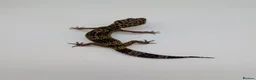 Leopard Gecko reptiles for sale: Black Night Cross Leopard Gecko  - Advert 1