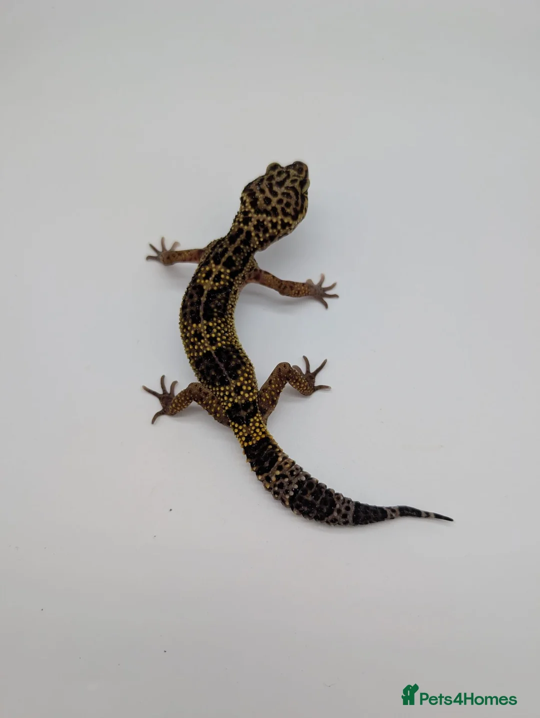 Leopard Gecko reptiles for sale: Black Night Cross Leopard Gecko  - Advert 1