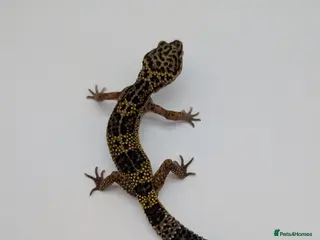 Leopard Gecko reptiles Black Night Cross Leopard Gecko - Advert 5